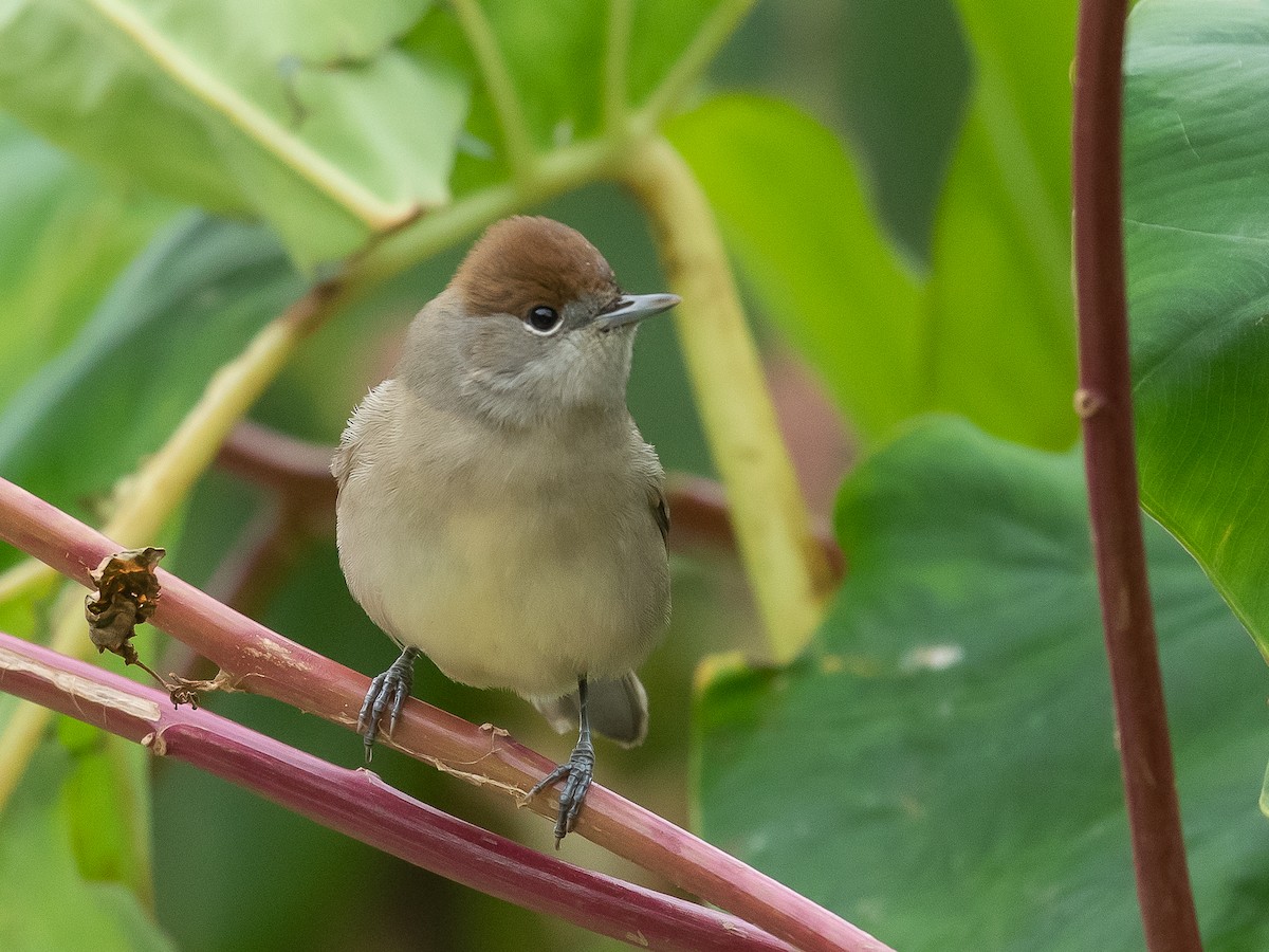 Eurasian Blackcap - ML611155538