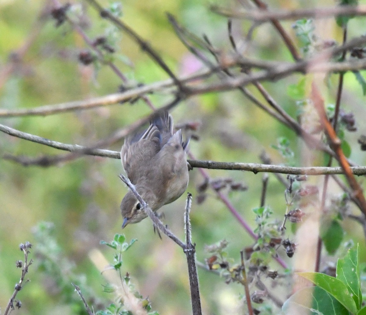 Booted Warbler - ML611155547