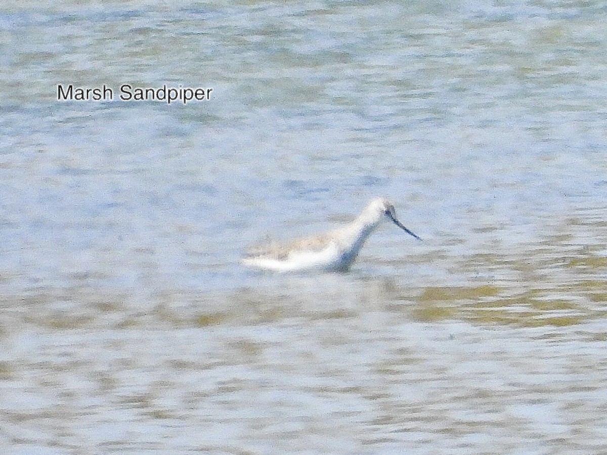 Marsh Sandpiper - ML611155549