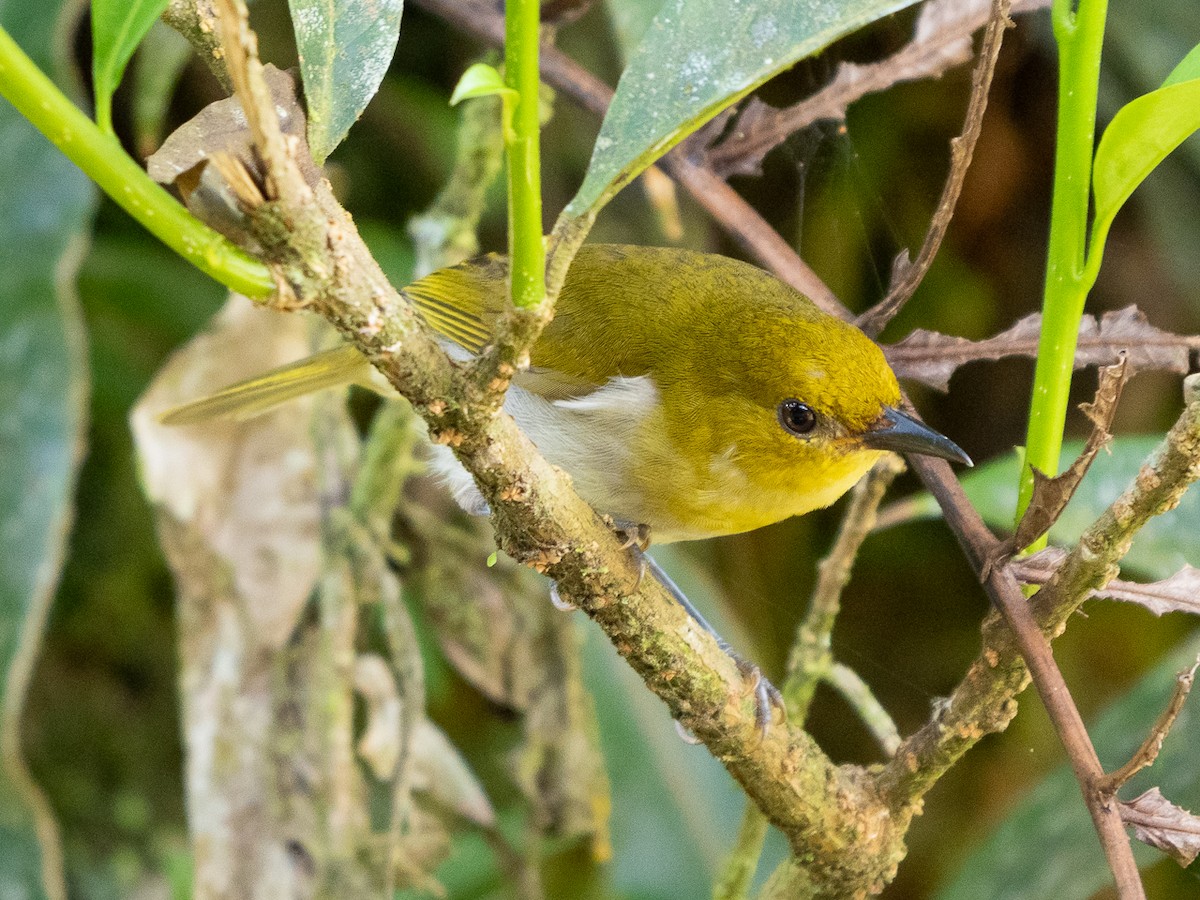 Black-and-yellow Tanager - ML611155556