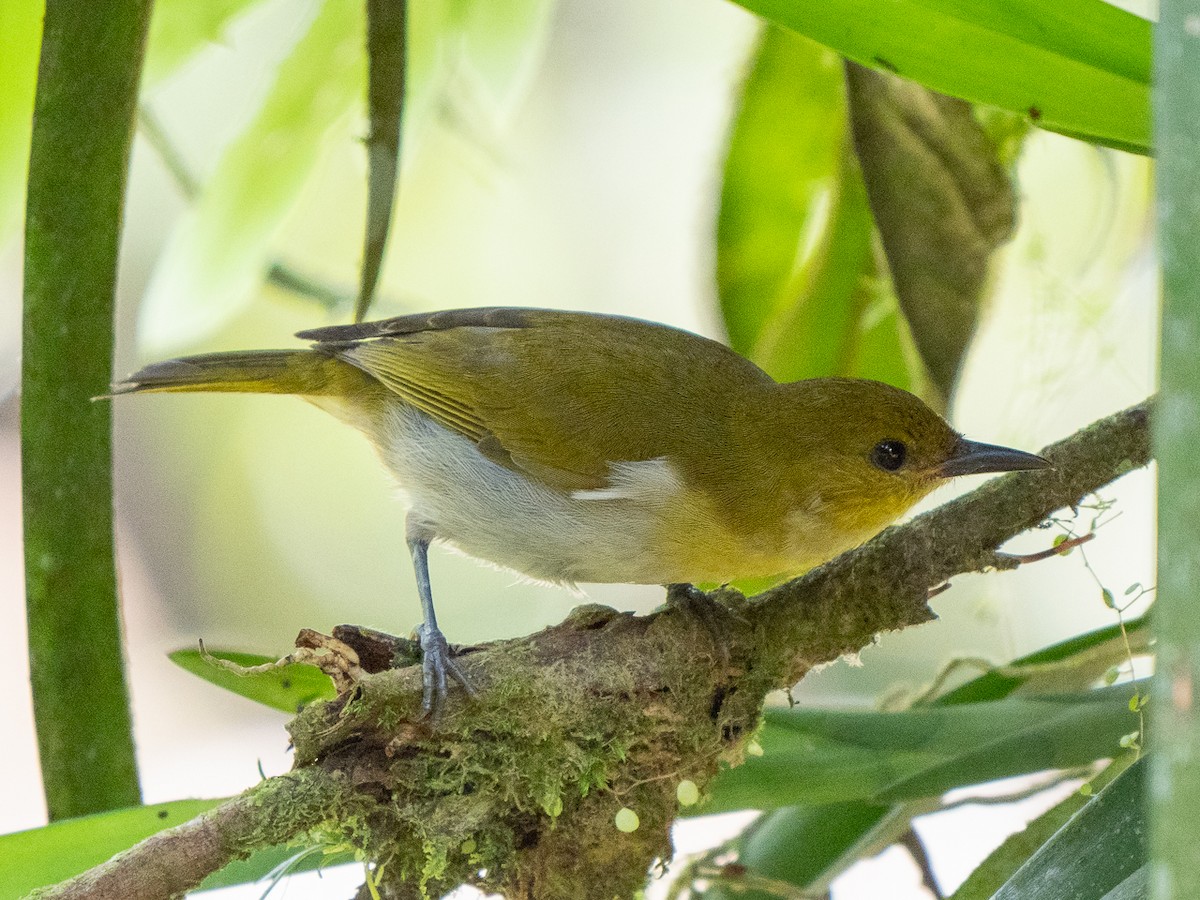 Black-and-yellow Tanager - ML611155558