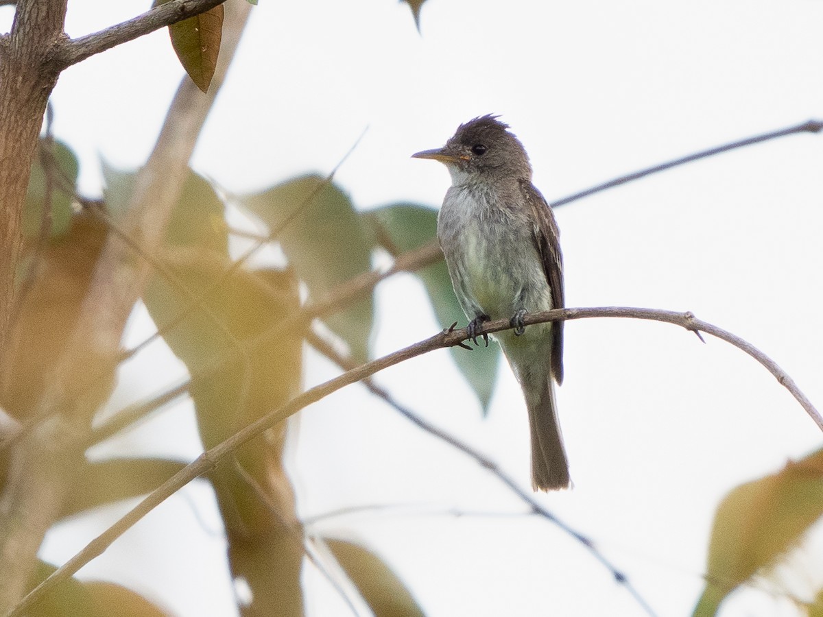 Northern Tropical Pewee - ML611155594