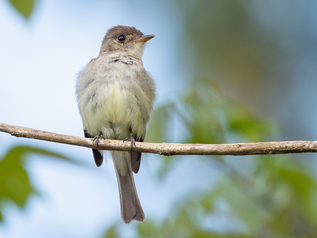 Northern Tropical Pewee - ML611155595