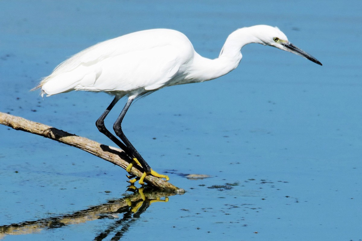 Little Egret - ML611155714