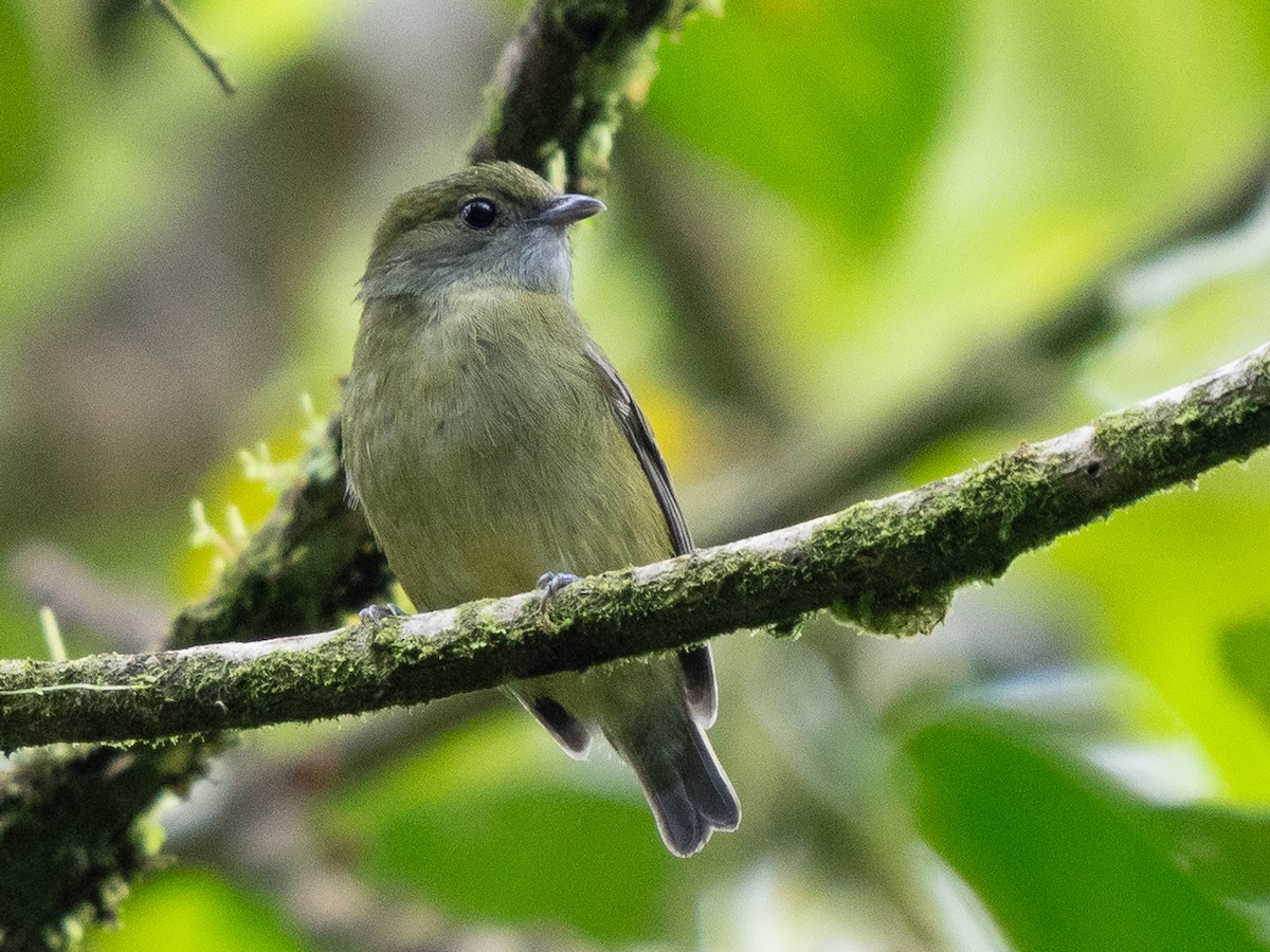 White-ruffed Manakin - ML611155715