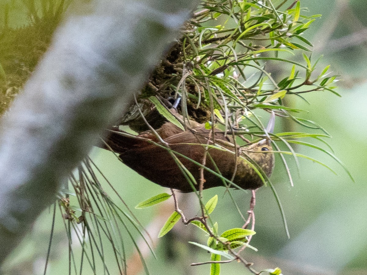 Spotted Woodcreeper - ML611155759