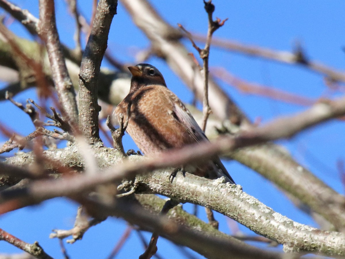 Gray-crowned Rosy-Finch - ML611155902