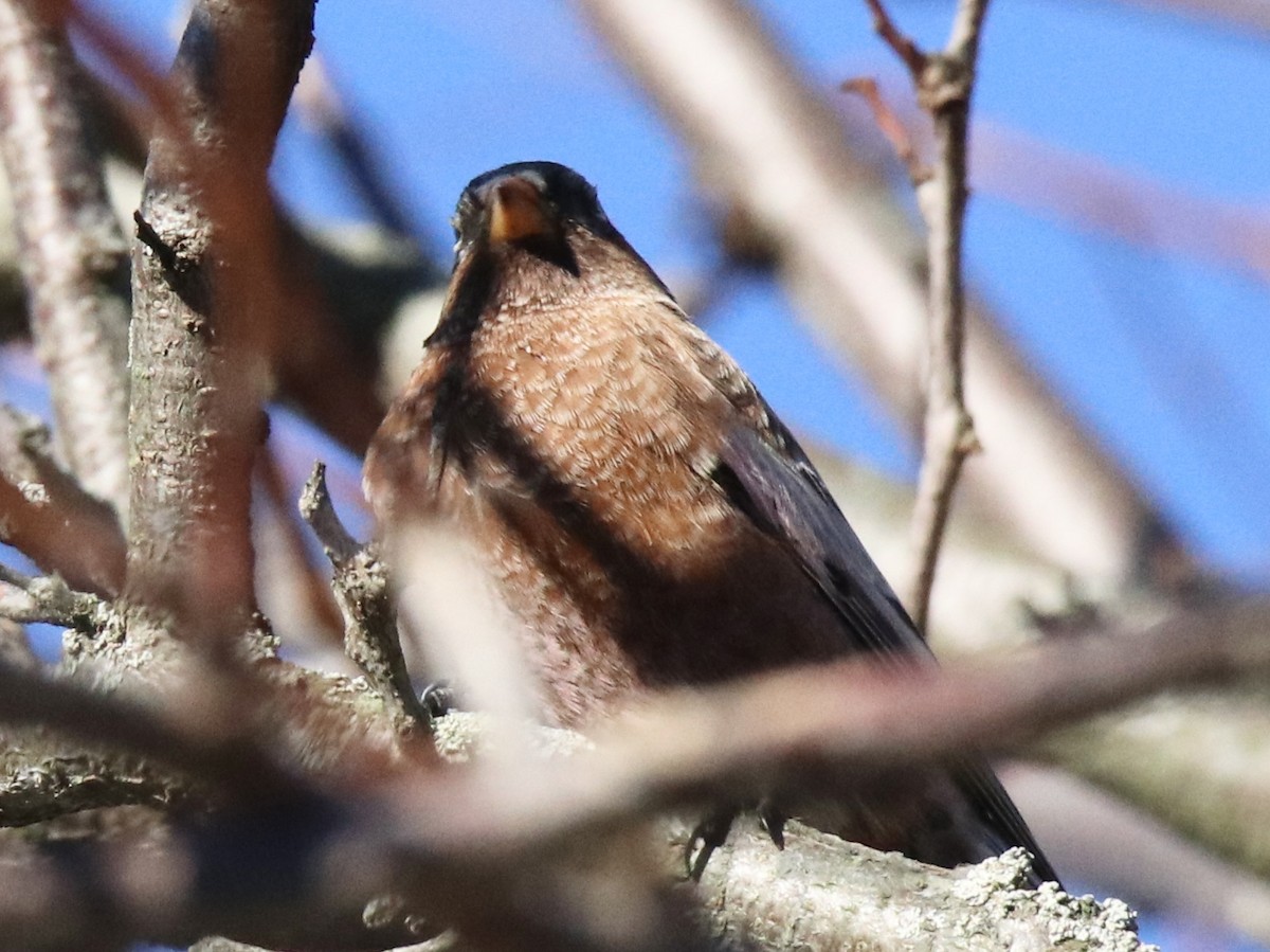 Gray-crowned Rosy-Finch - ML611155904