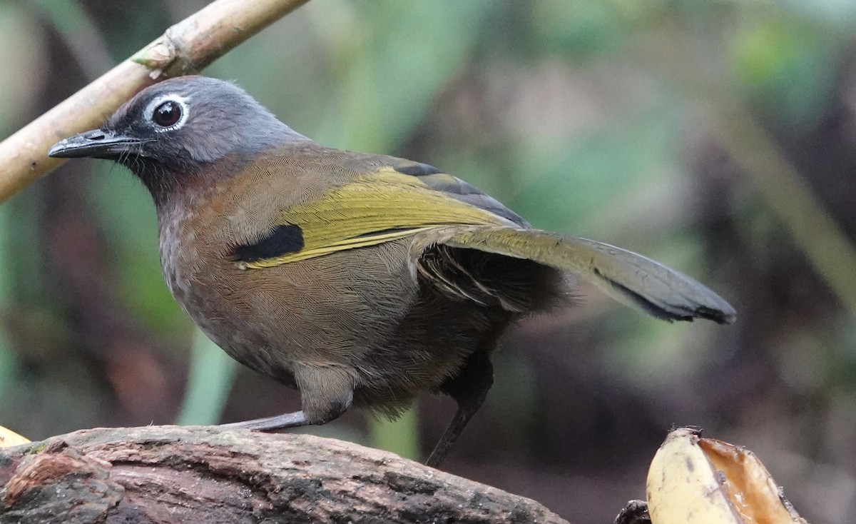 Malayan Laughingthrush - Rainer Ruess