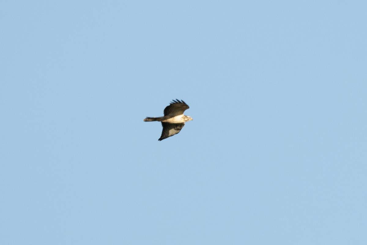 Common Buzzard - ML611155941