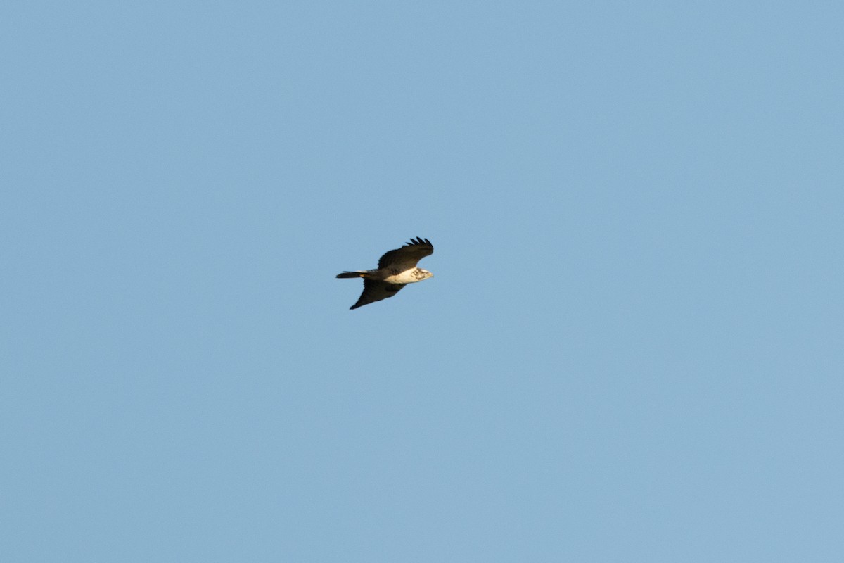 Common Buzzard - ML611155943