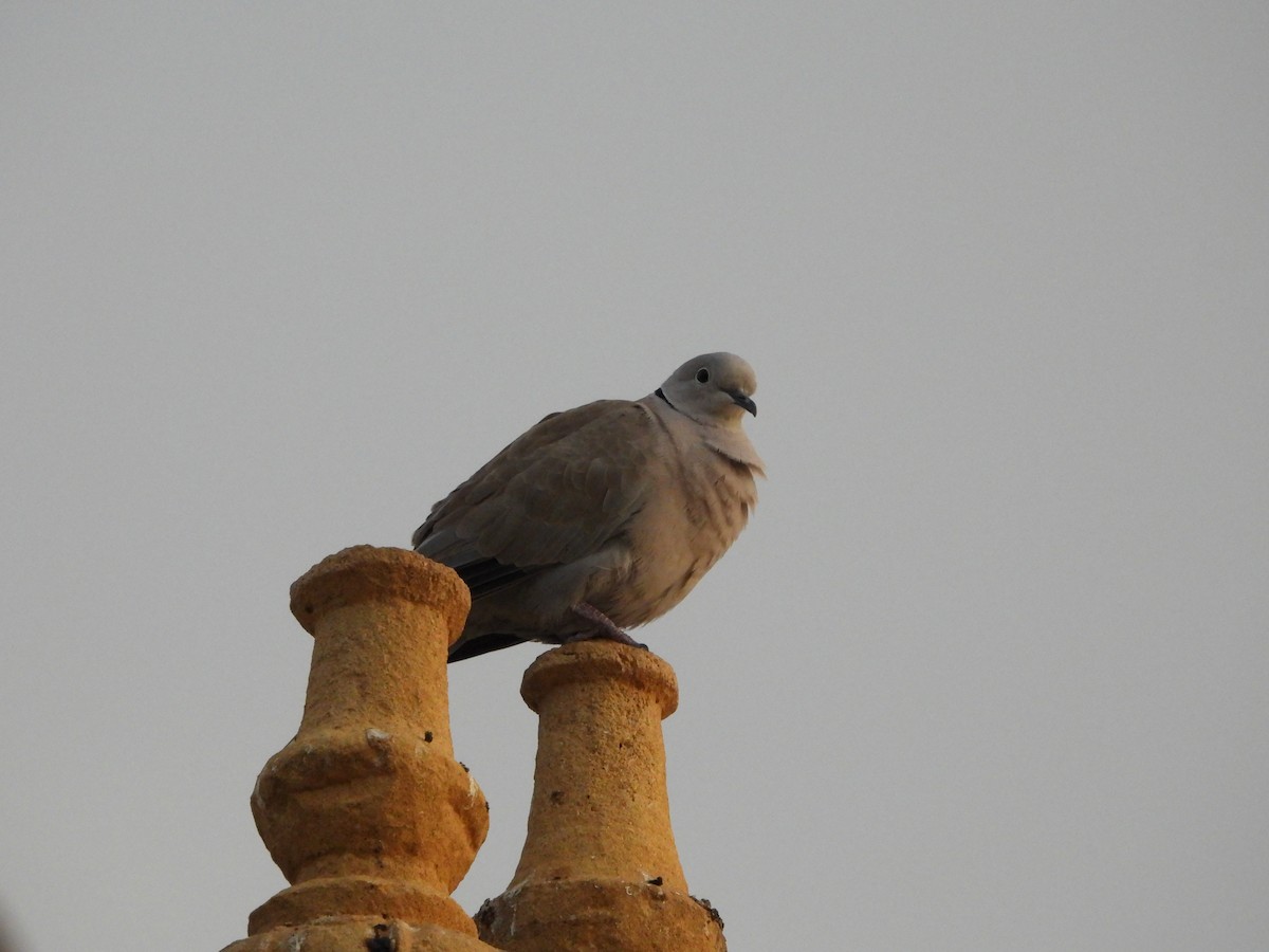 Eurasian Collared-Dove - ML611155946