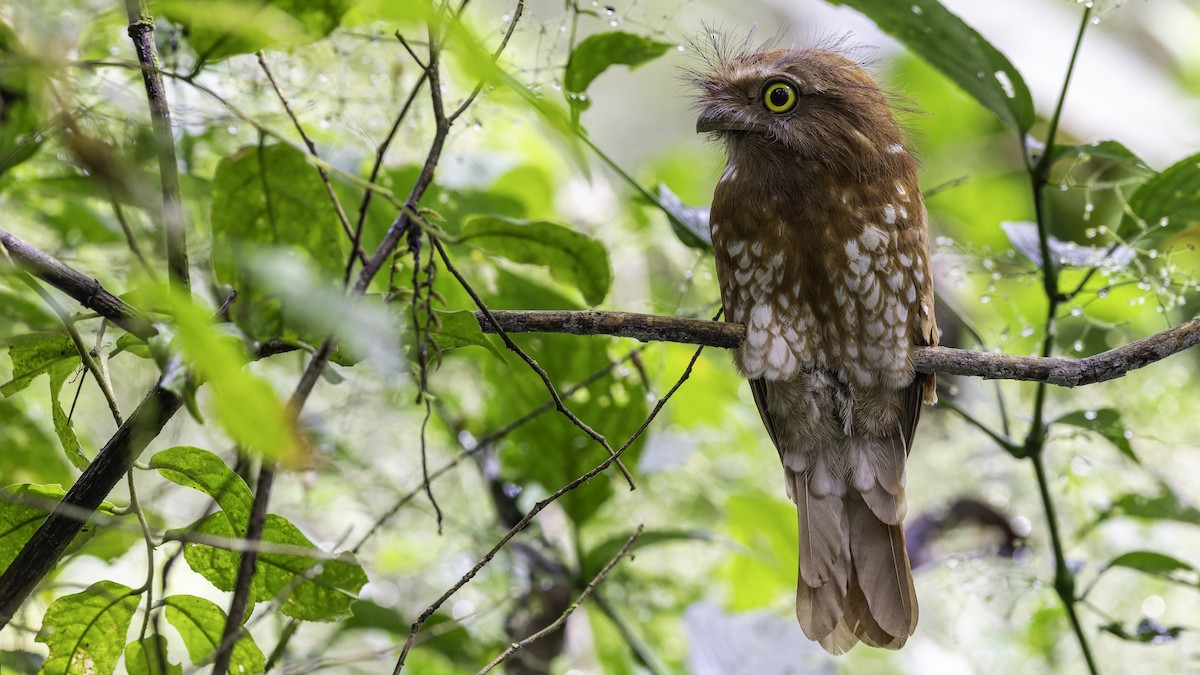 Sumatran Frogmouth - Robert Tizard