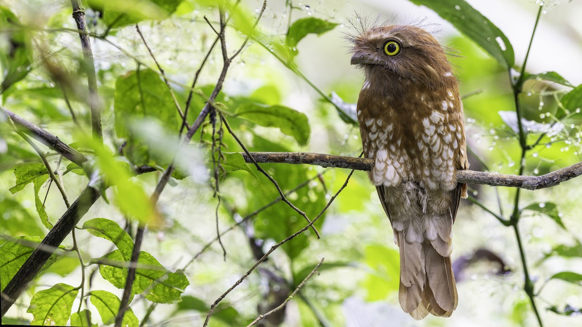 Sumatran Frogmouth - Robert Tizard