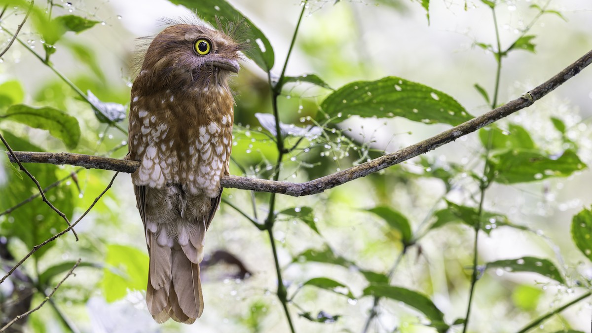 Sumatran Frogmouth - Robert Tizard