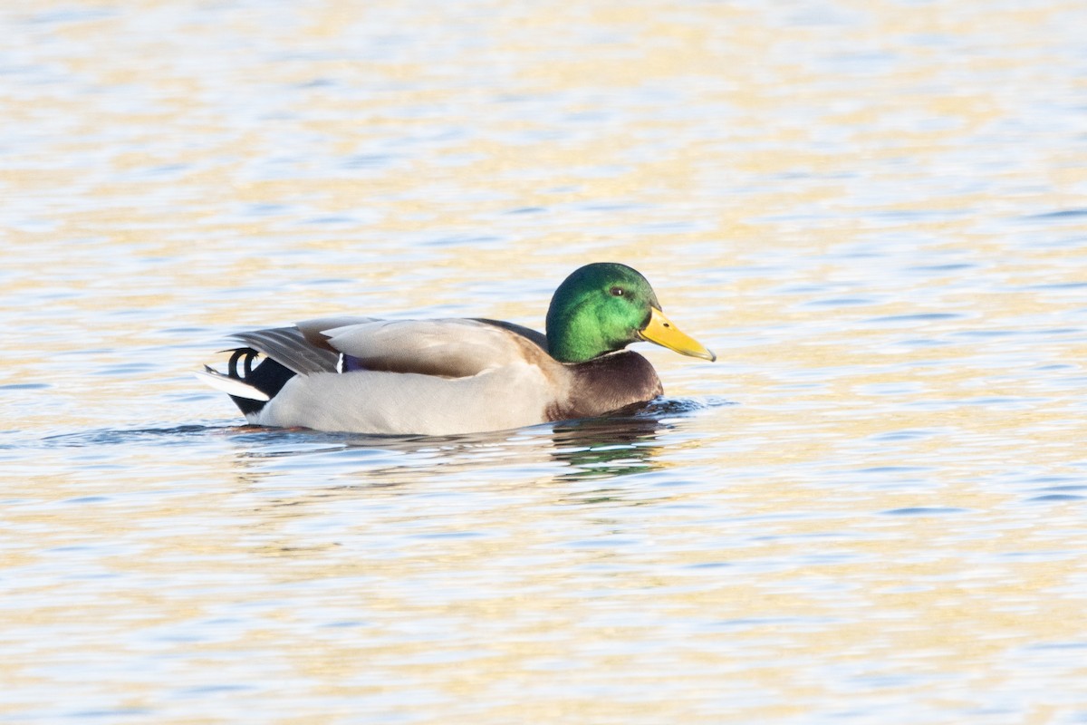 Mallard - ML611156053