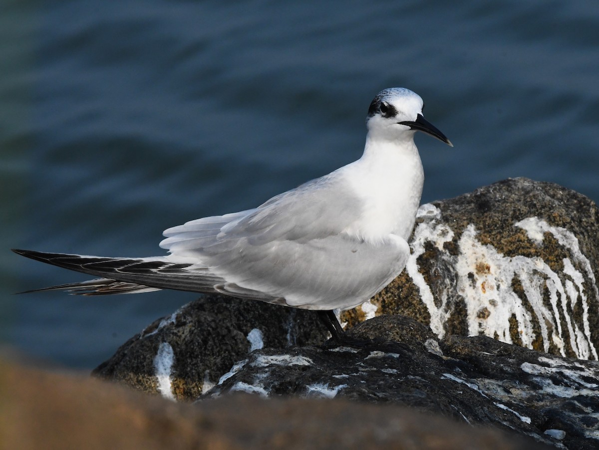 Sandwich Tern - mathew thekkethala