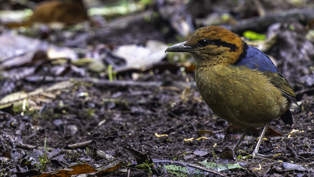 sumatrapitta - ML611156212