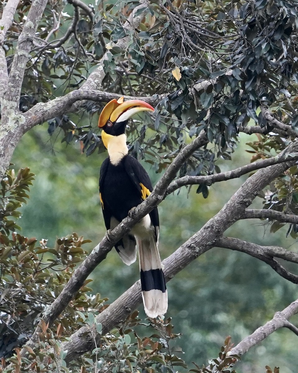 Great Hornbill - Daniel Winzeler