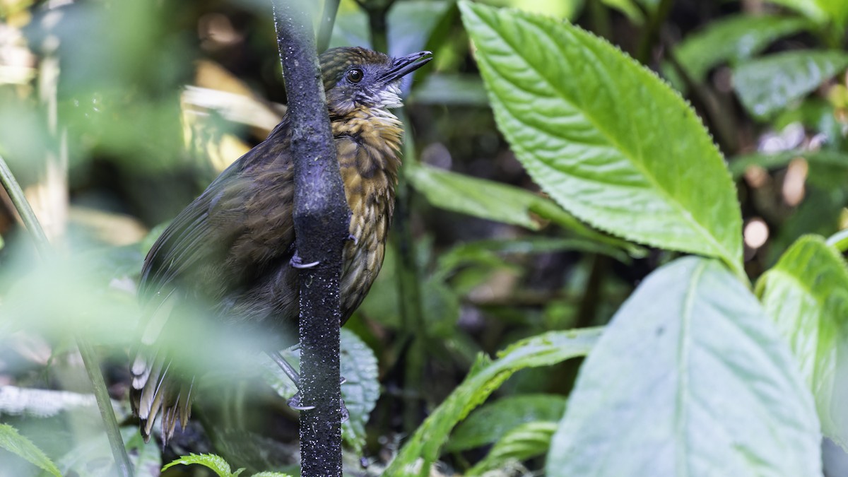 Rusty-breasted Wren-Babbler - ML611156263