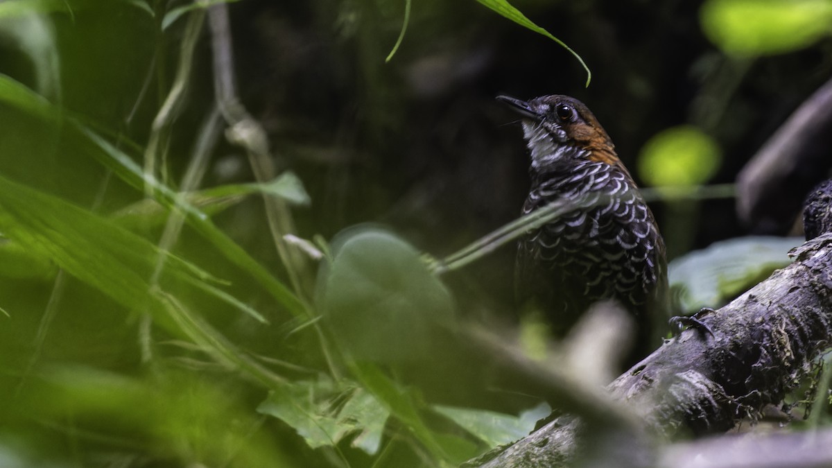 Marbled Wren-Babbler - ML611156300