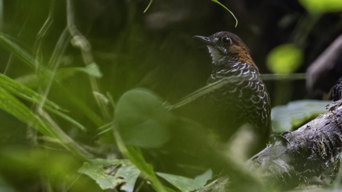 Marbled Wren-Babbler - ML611156302