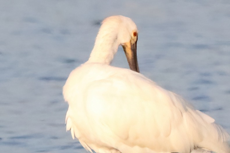 Eurasian x Black-faced Spoonbill (hybrid) - Yi-Cheng Chen