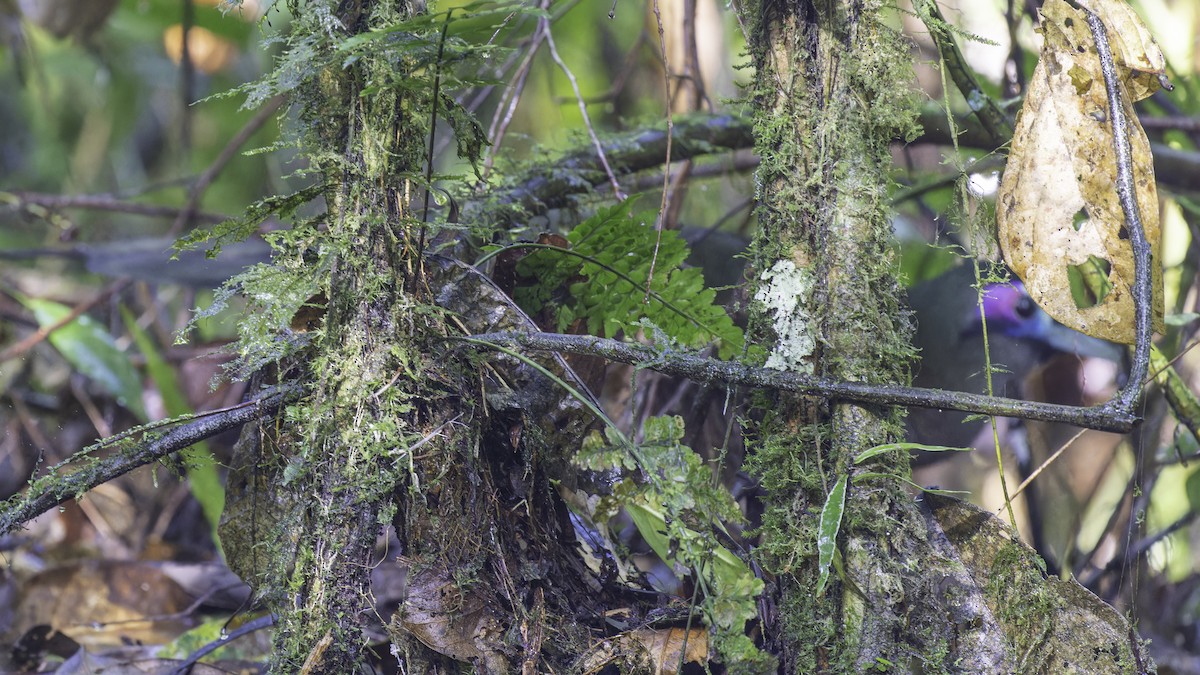 Sumatran Ground-Cuckoo - ML611156347