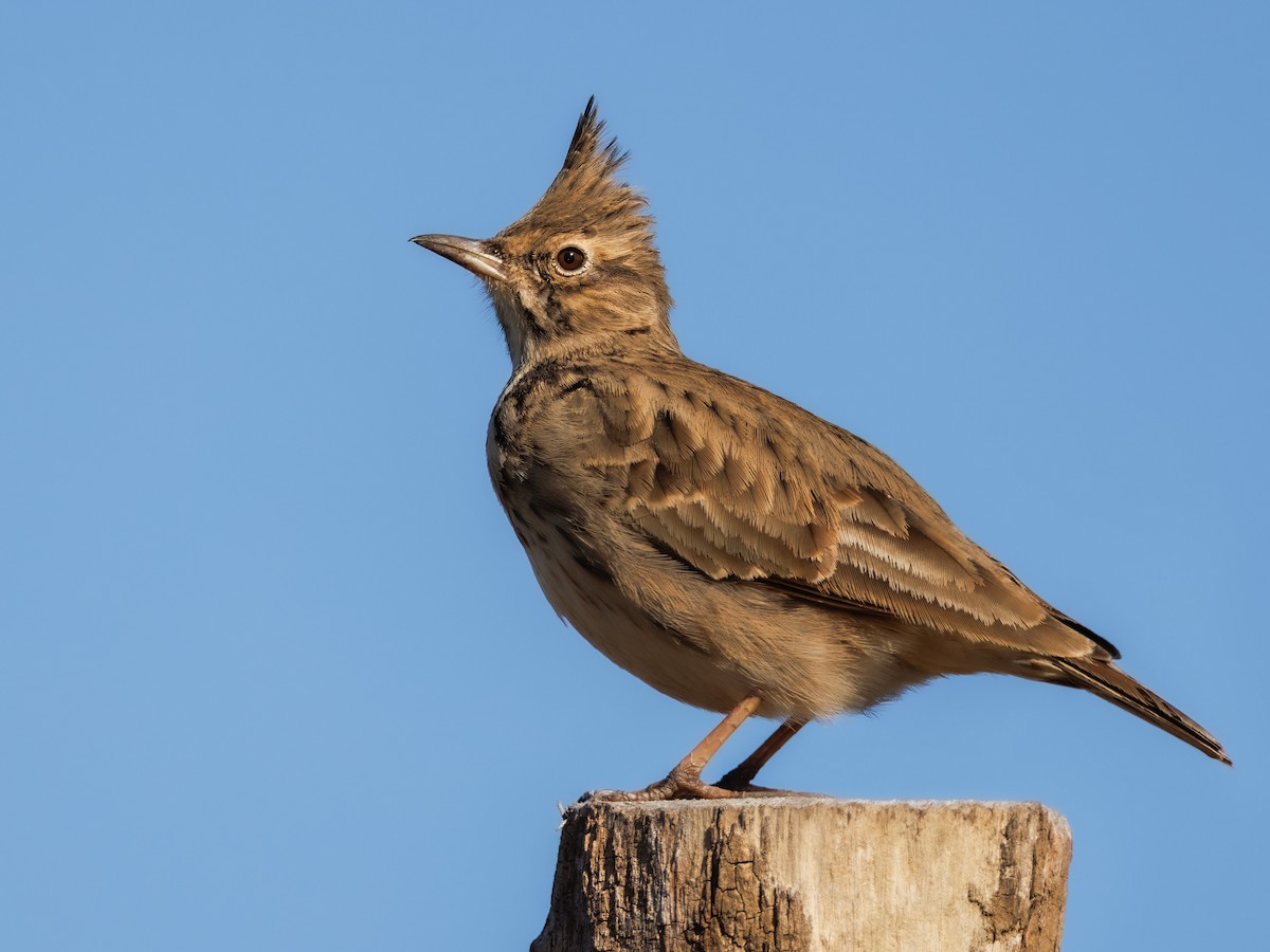 Crested Lark - ML611156383