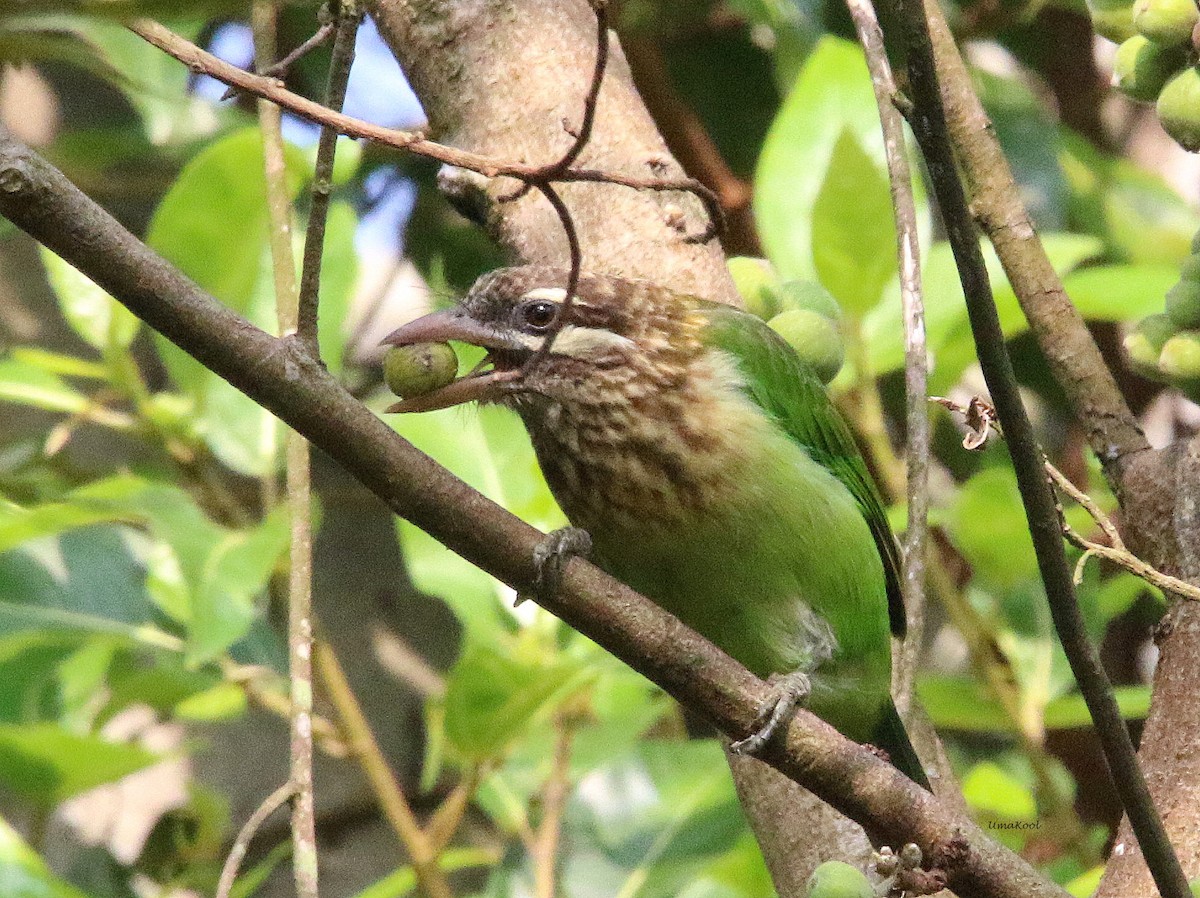 White-cheeked Barbet - ML611156441