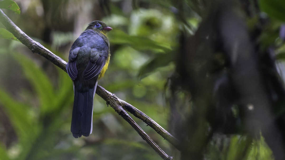 trogon sumaterský - ML611156465