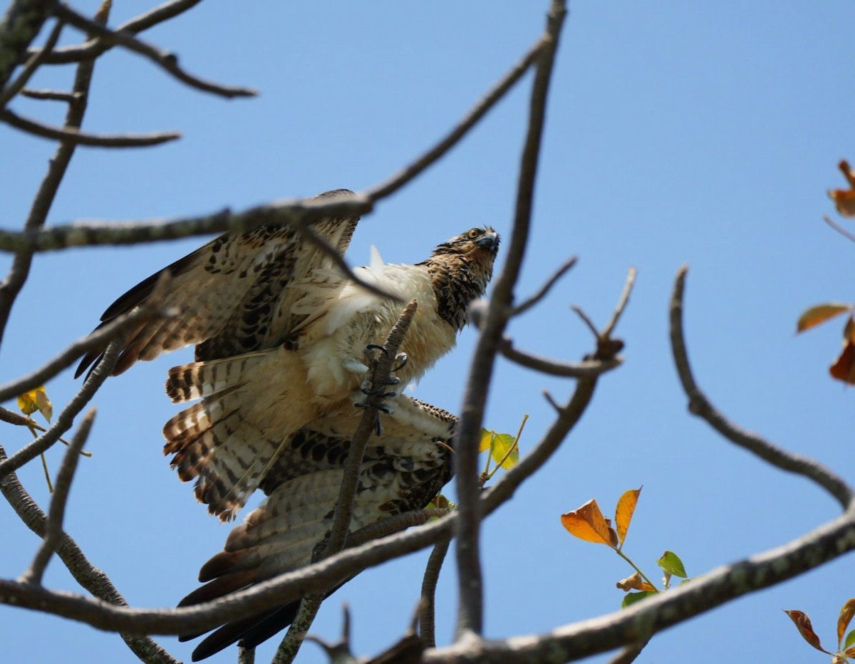 Águila Pescadora - ML611156528