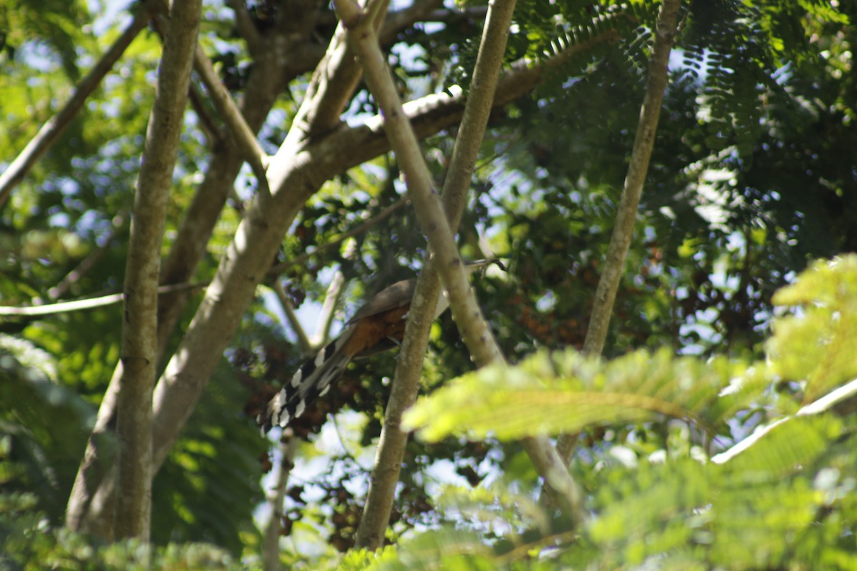 Puerto Rican Lizard-Cuckoo - ML611156539