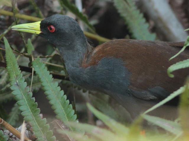 Polluela Negra Malgache - ML611156548