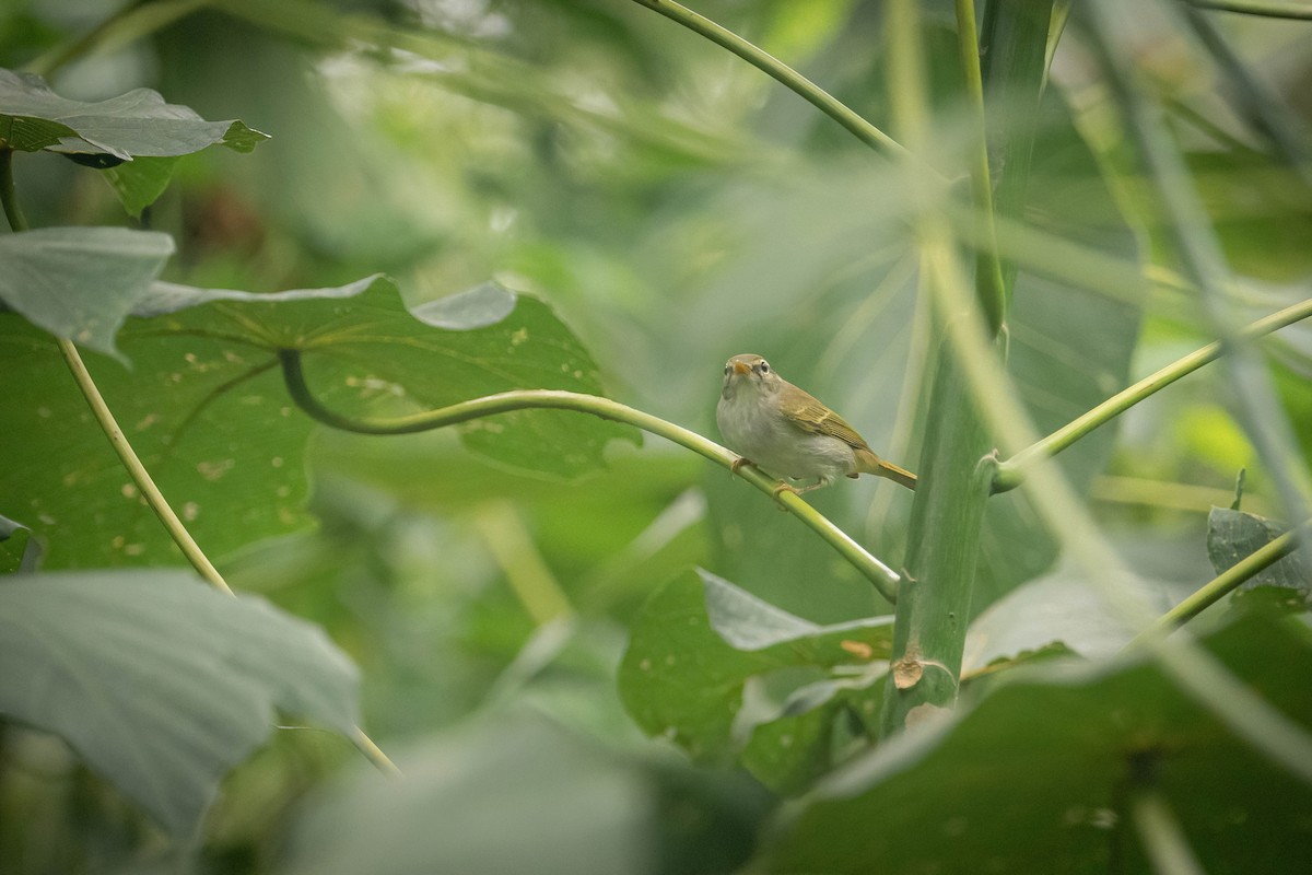 Ijima's Leaf Warbler - ZUI-QI CHEN