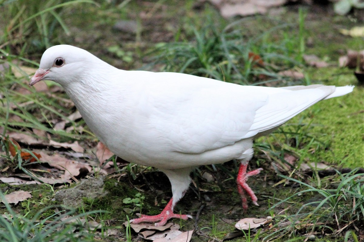 Rock Pigeon (Feral Pigeon) - Rail Whisperer