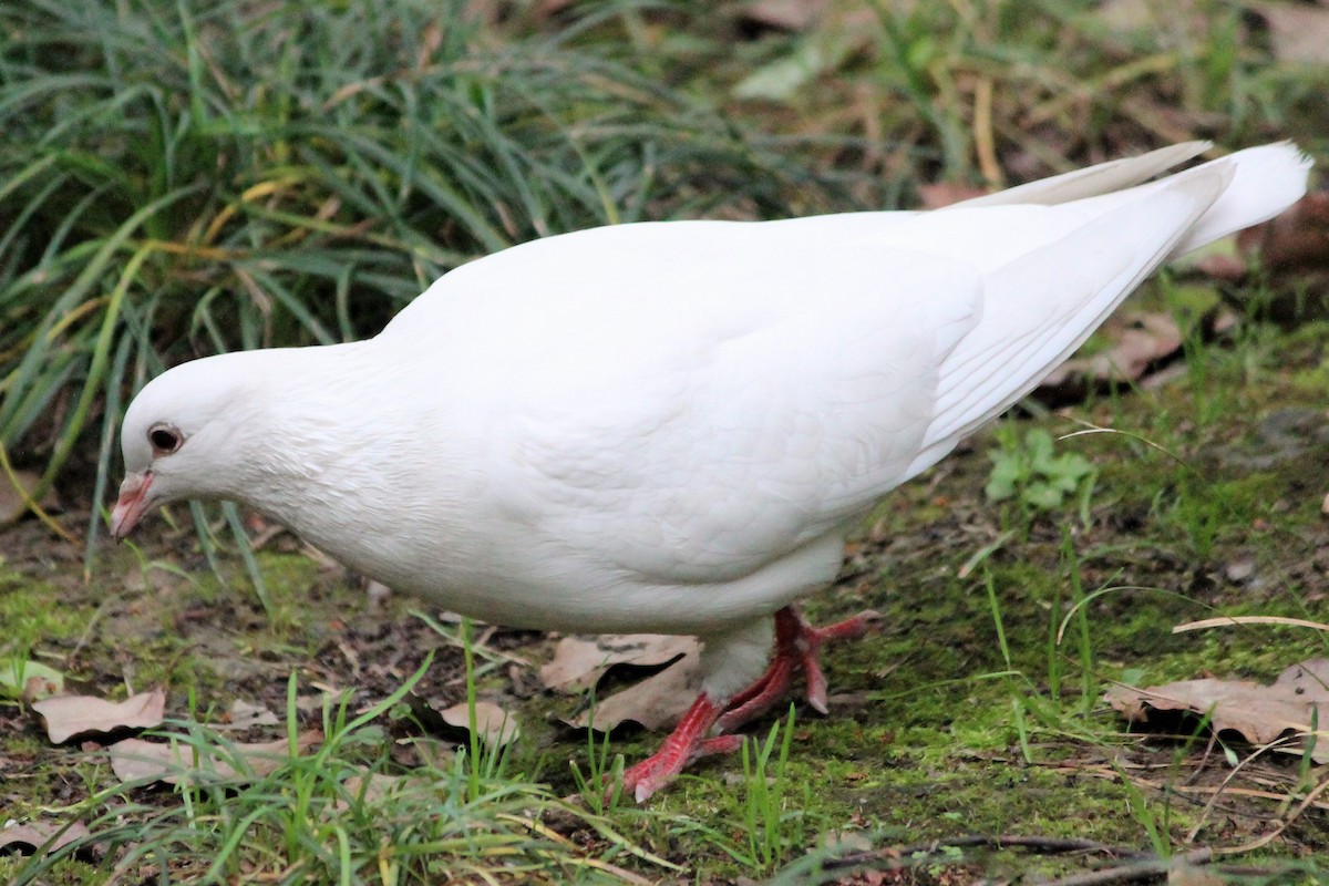 Rock Pigeon (Feral Pigeon) - ML611156625