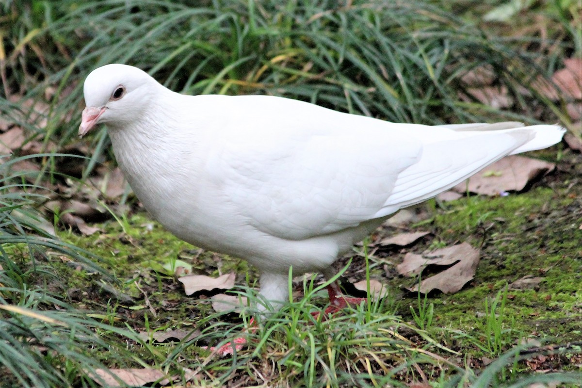 Rock Pigeon (Feral Pigeon) - Rail Whisperer