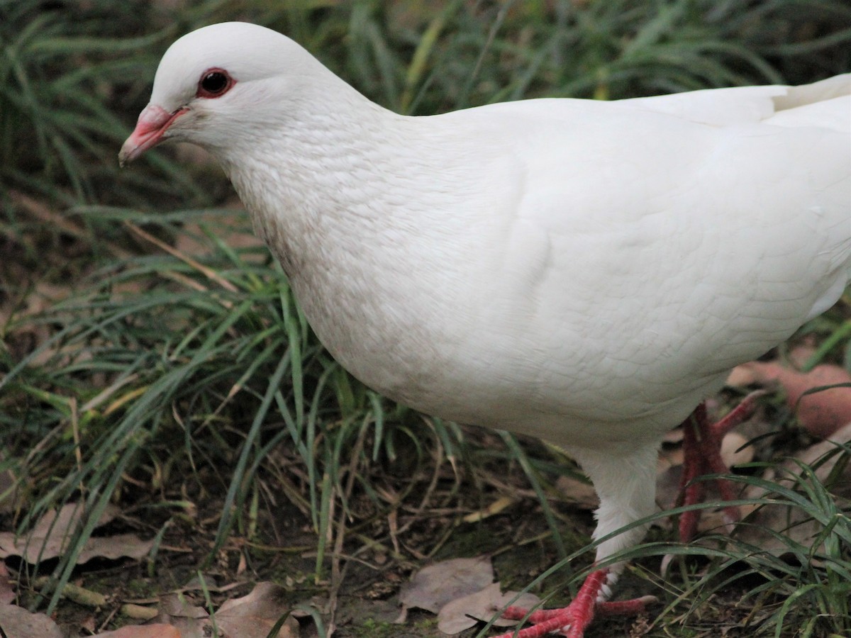 Rock Pigeon (Feral Pigeon) - Rail Whisperer