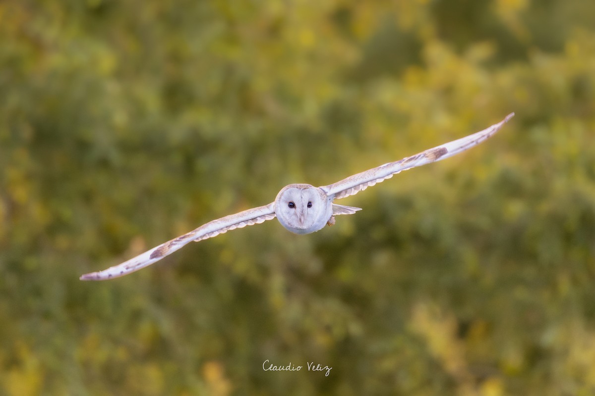 Barn Owl - Claudio Véliz