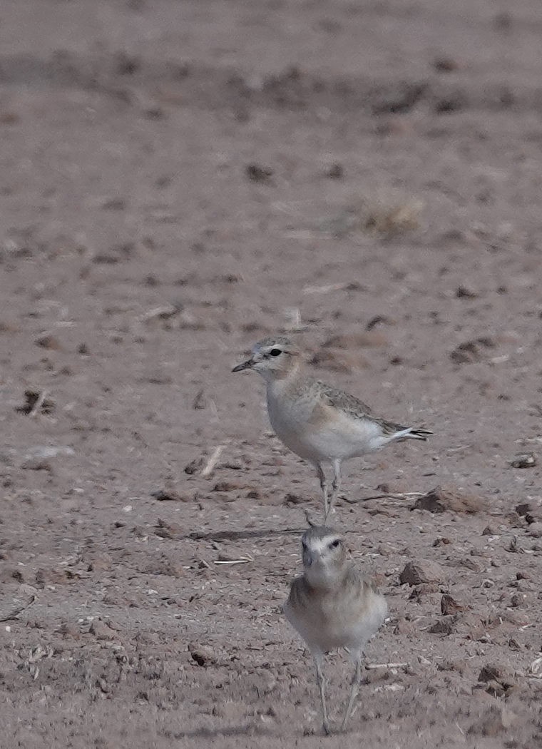 Mountain Plover - ML611156759