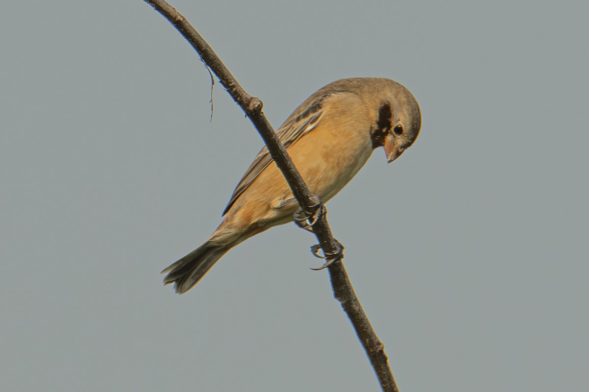 Dark-throated Seedeater - ML611156823