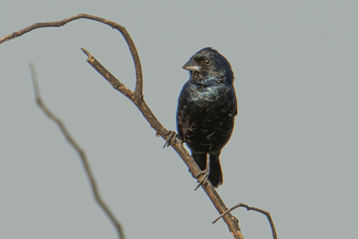 Blue-black Grassquit - Andy Bowen