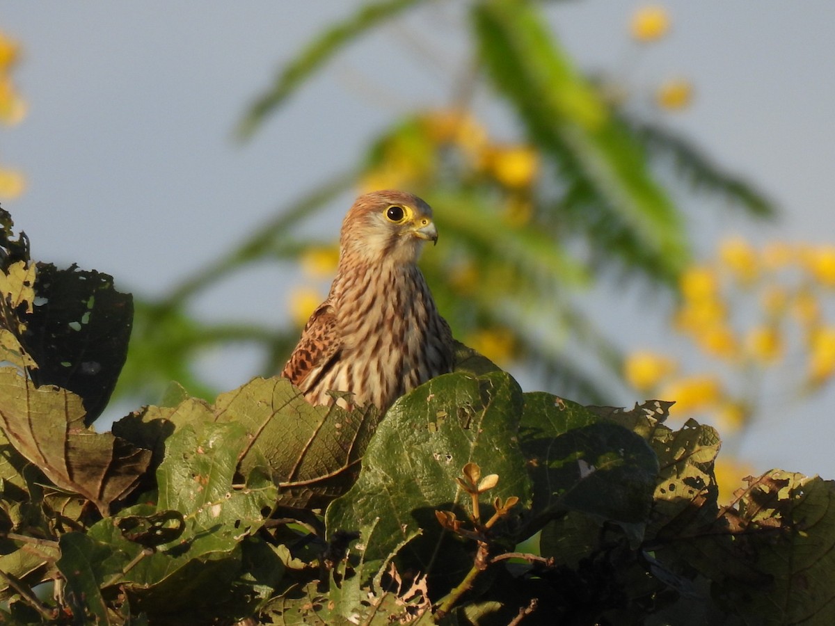 Eurasian Kestrel - Ningappa D