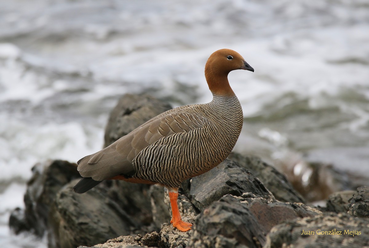 Ruddy-headed Goose - ML611156884