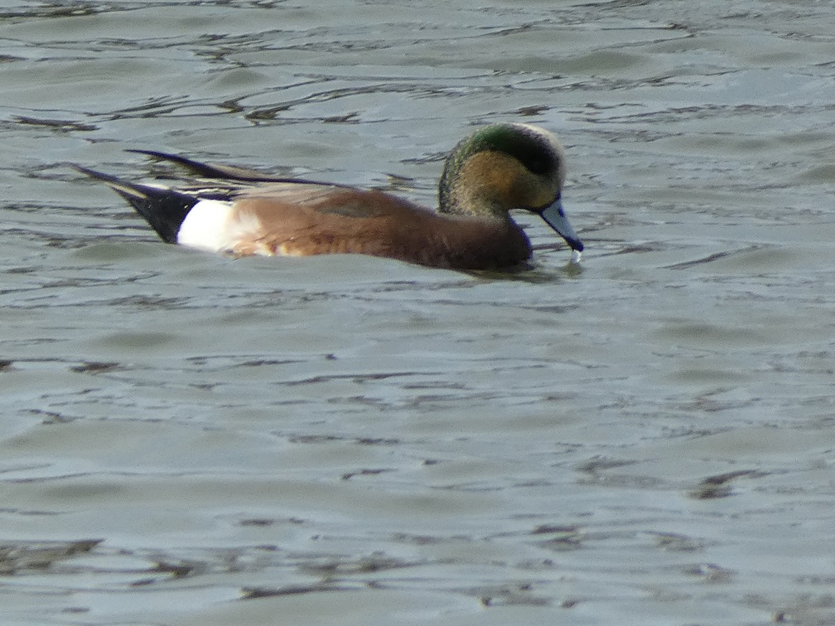 American Wigeon - ML611156931