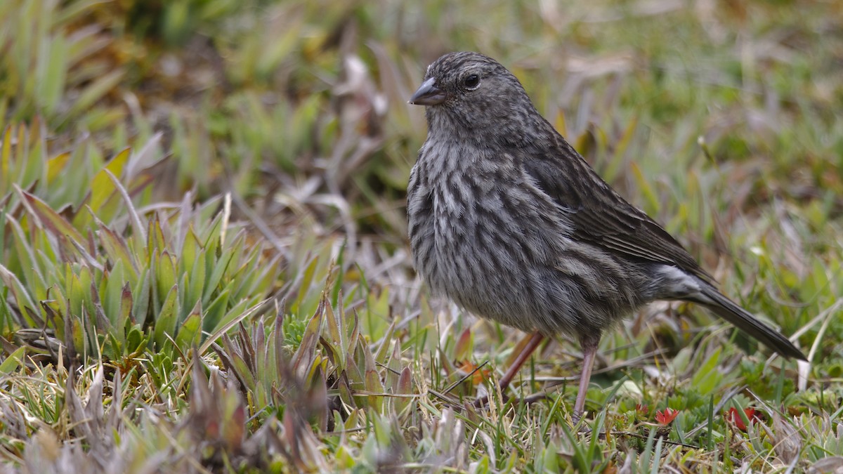 Plumbeous Sierra Finch - ML611156932