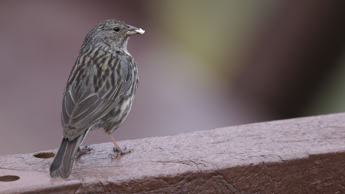 Plumbeous Sierra Finch - ML611156933