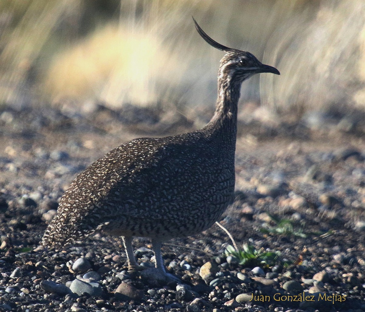 Elegant Crested-Tinamou - ML611156936