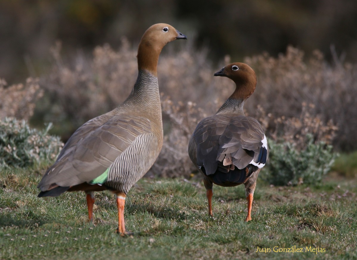 Ruddy-headed Goose - ML611156939